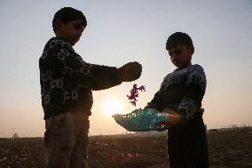 Saffron Harvesting In Kashmir