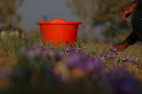 Saffron Harvesting In Kashmir