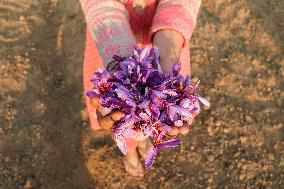 Saffron Harvesting In Kashmir