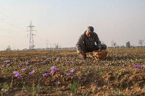 Saffron Harvesting In Kashmir