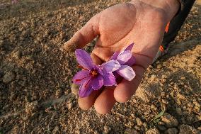 Saffron Harvesting In Kashmir