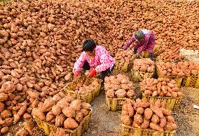 Sweet Potato Processing