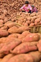 Sweet Potato Processing