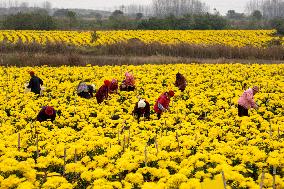 Golden Chrysanthemum Harvest in Hefei