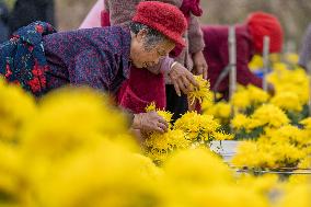 Golden Chrysanthemum Harvest in Hefei