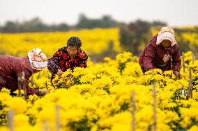 Golden Chrysanthemum Harvest in Hefei