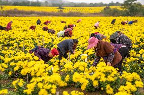 Golden Chrysanthemum Harvest in Hefei