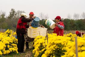 Golden Chrysanthemum Harvest in Hefei