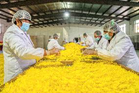 Golden Chrysanthemum Harvest in Hefei