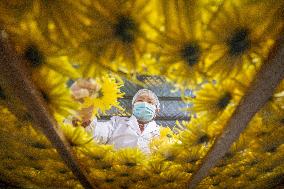 Golden Chrysanthemum Harvest in Hefei