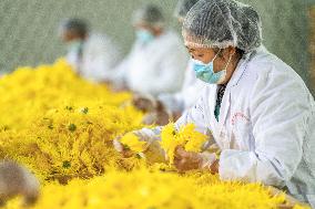 Golden Chrysanthemum Harvest in Hefei