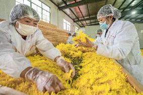 Golden Chrysanthemum Harvest in Hefei