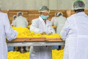 Golden Chrysanthemum Harvest in Hefei