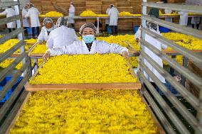 Golden Chrysanthemum Harvest in Hefei