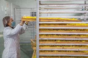 Golden Chrysanthemum Harvest in Hefei