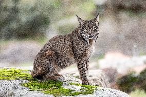 Lynx At Andujar Natural Park - Spain