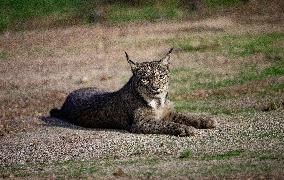 Lynx At Andujar Natural Park - Spain