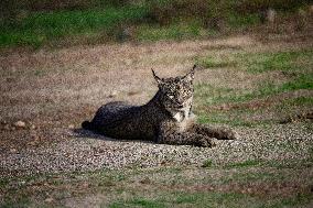 Lynx At Andujar Natural Park - Spain