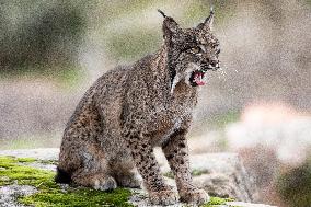 Lynx At Andujar Natural Park - Spain