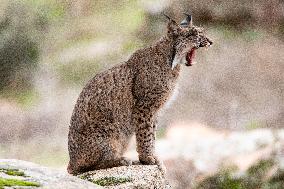 Lynx At Andujar Natural Park - Spain