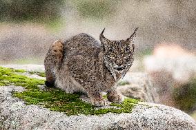 Lynx At Andujar Natural Park - Spain