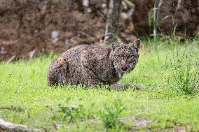 Lynx At Andujar Natural Park - Spain