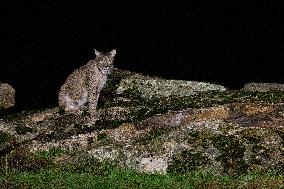 Lynx At Andujar Natural Park - Spain