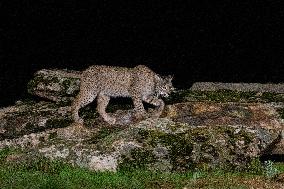 Lynx At Andujar Natural Park - Spain