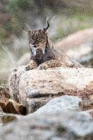 Lynx At Andujar Natural Park - Spain