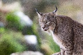 Lynx At Andujar Natural Park - Spain