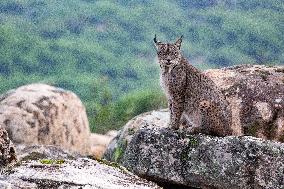 Lynx At Andujar Natural Park - Spain