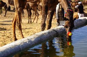 Annual Camel Fair - India