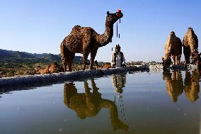 Annual Camel Fair - India