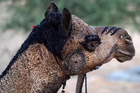 Annual Camel Fair - India