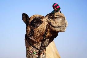 Annual Camel Fair - India