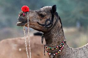 Annual Camel Fair - India