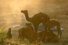 Annual Camel Fair - India