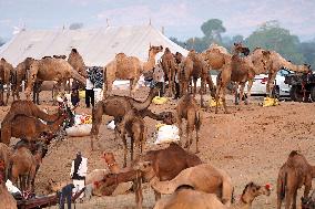 Annual Camel Fair - India