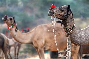 Annual Camel Fair - India