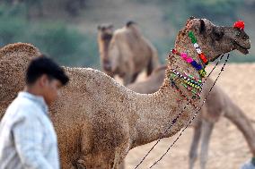 Annual Camel Fair - India