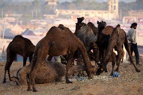 Annual Camel Fair - India