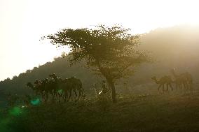 Annual Camel Fair - India