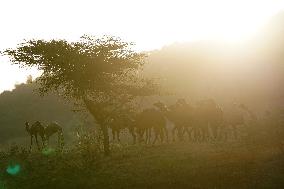 Annual Camel Fair - India