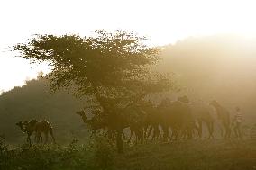 Annual Camel Fair - India