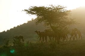 Annual Camel Fair - India