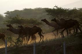 Annual Camel Fair - India