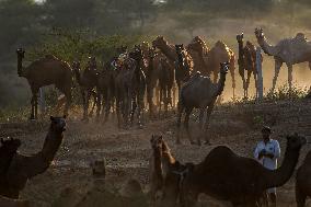 Annual Camel Fair - India