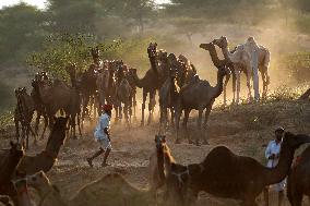 Annual Camel Fair - India