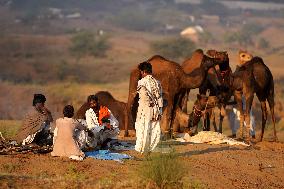 Annual Camel Fair - India