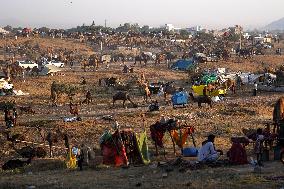 Annual Camel Fair - India